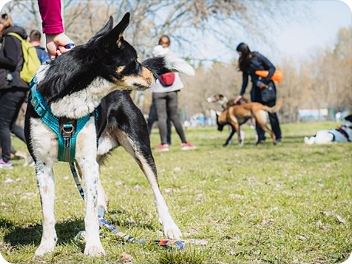 My dog at the park